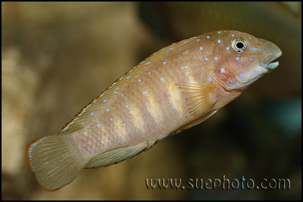 Eretmodus cyanostictus 'Tembwe Deux'